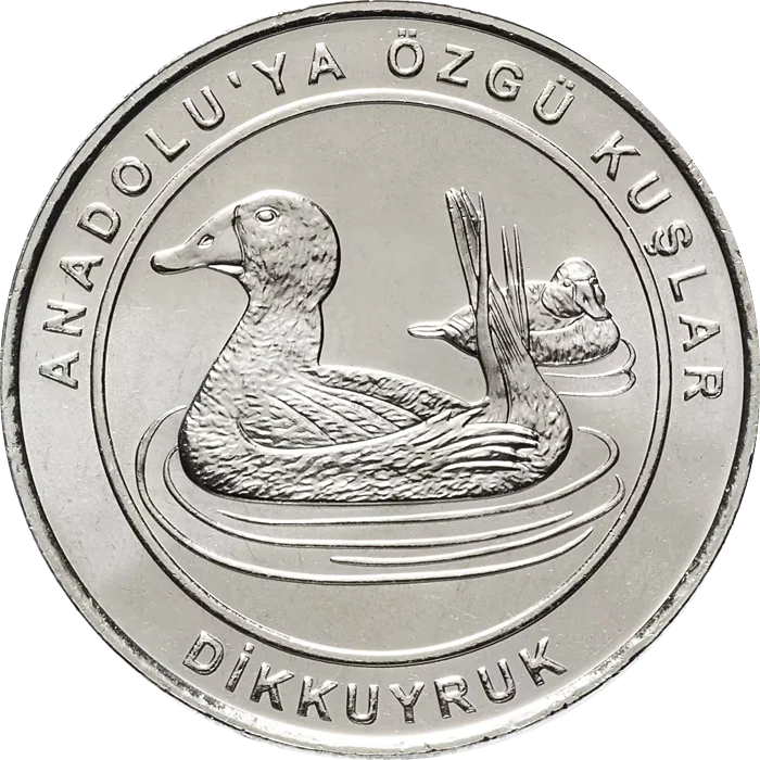 Dikkuyruk